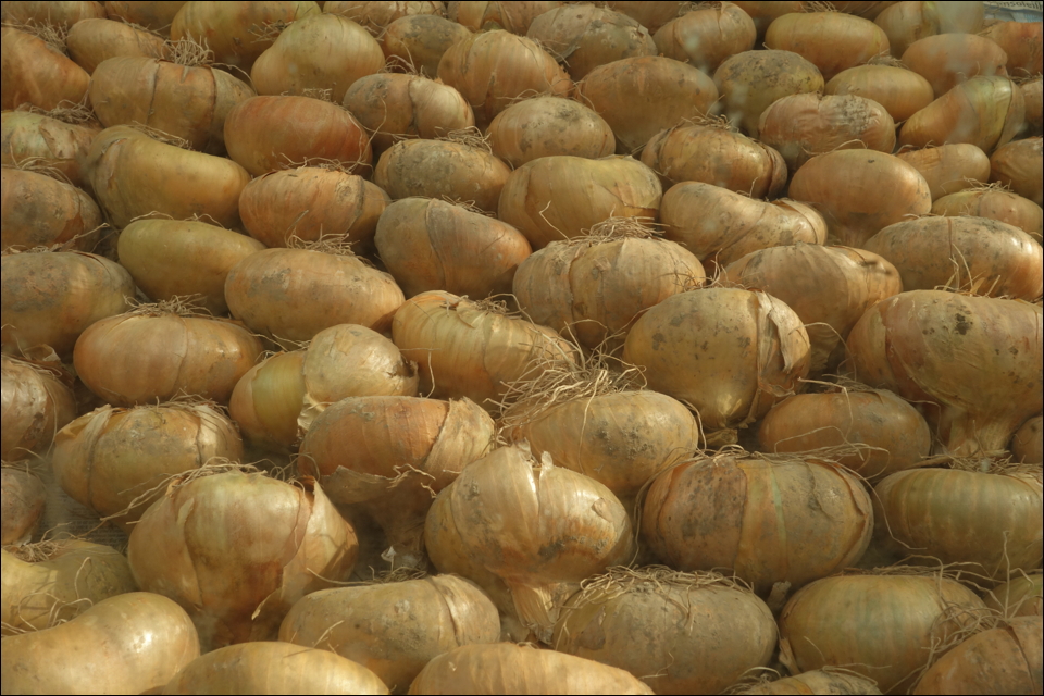 Onions