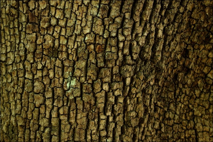 bark
